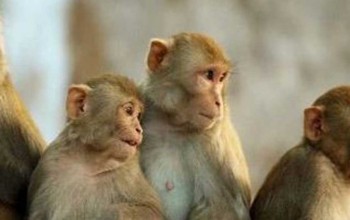 बाँदरले बालीनाली सखाप पार्न थालेपछि बैतडीका किसान हैरान 
